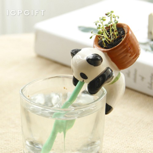 動物吸水透明杯子小盆栽